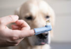 Zähneputzen beim Hund